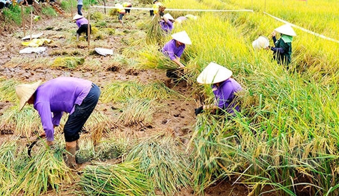 [Video] Organic rice being grown in sand worm fields